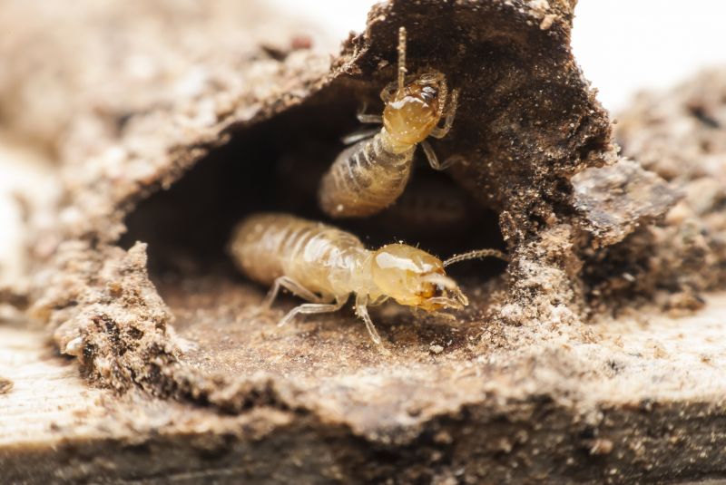 Termite Tenting