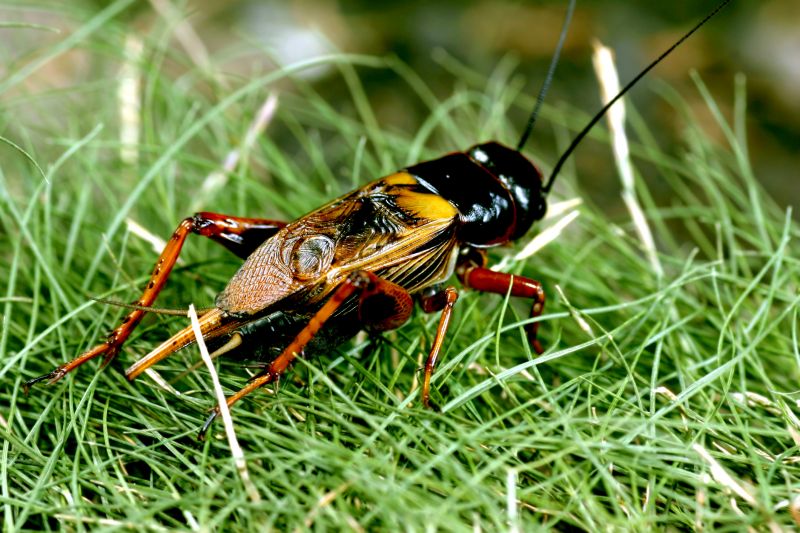 Cricket Control Service in Fort Worth, TX