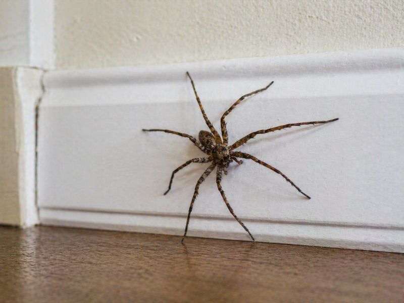 Huntsman Spider Extermination in Fort Worth, TX