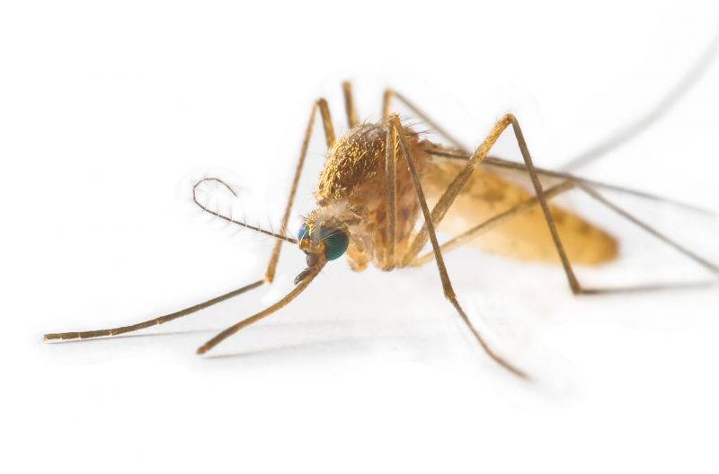 Mosquito Control Service in Rockwall, TX