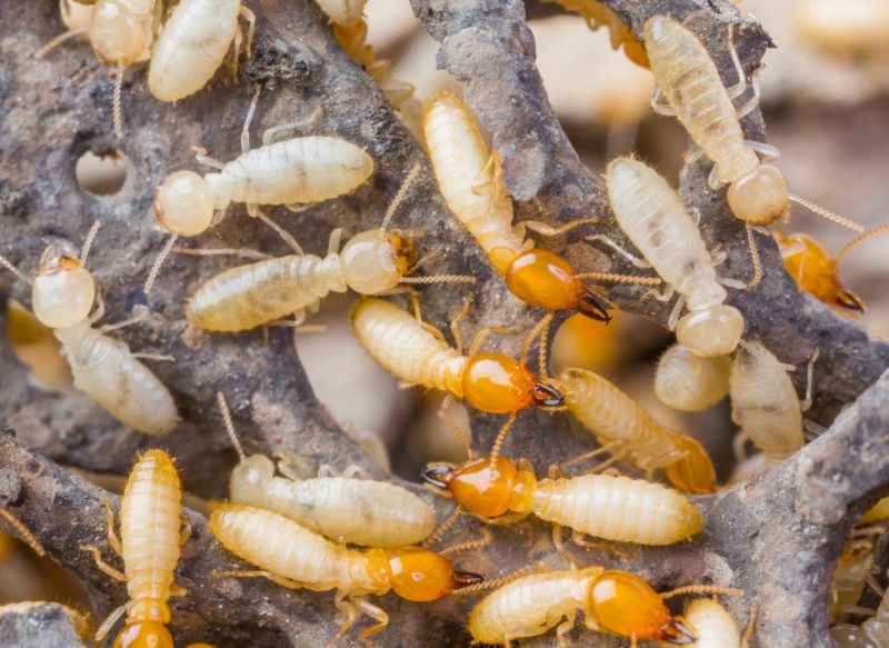 Preventing Termite Infestations In Offices, Warehouses, And Retail Spaces
