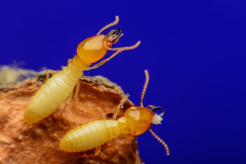 The Hidden Costs Of Termite Damage In Commercial Buildings