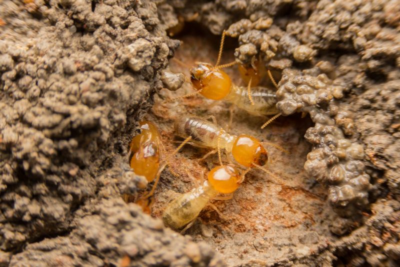Specialized Termite Treatment Contractors