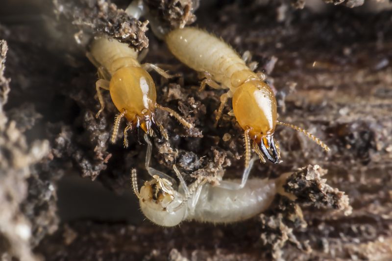 Why Professional Termite Pest Control Is More Effective Than Diy Treatments